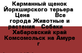 Карманный щенок Йоркширского терьера › Цена ­ 30 000 - Все города Животные и растения » Собаки   . Хабаровский край,Комсомольск-на-Амуре г.
